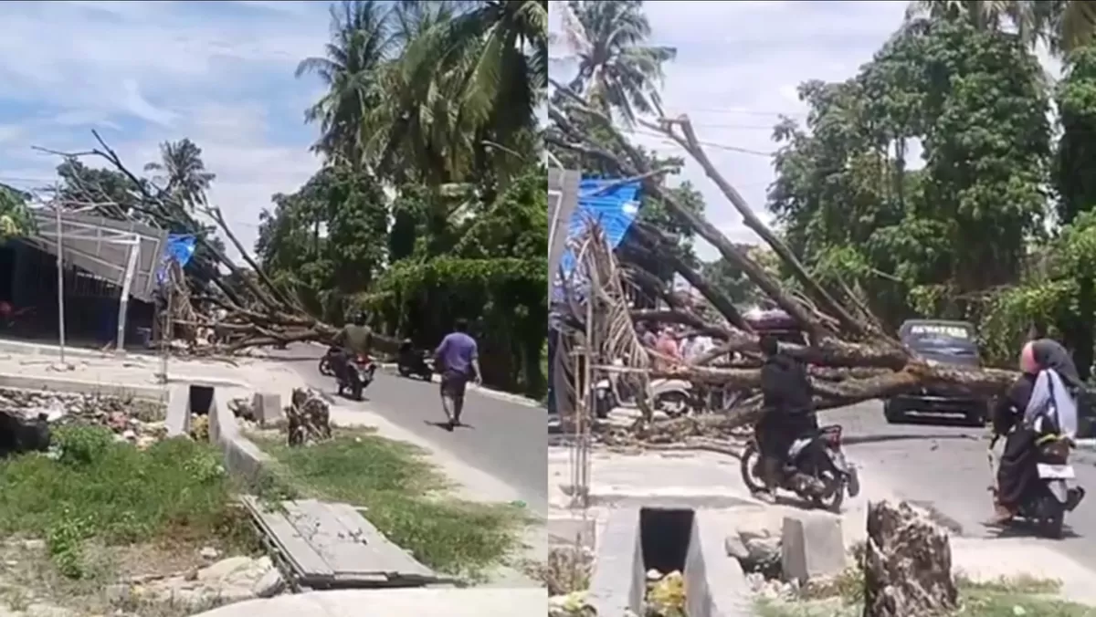 Pohon trembesi tua di Kampal Parigi tumbang menimpa warga hingga tewas. Meski sudah dilaporkan miring ke DLH, tindakan tak kunjung datang. Cek kronologinya.