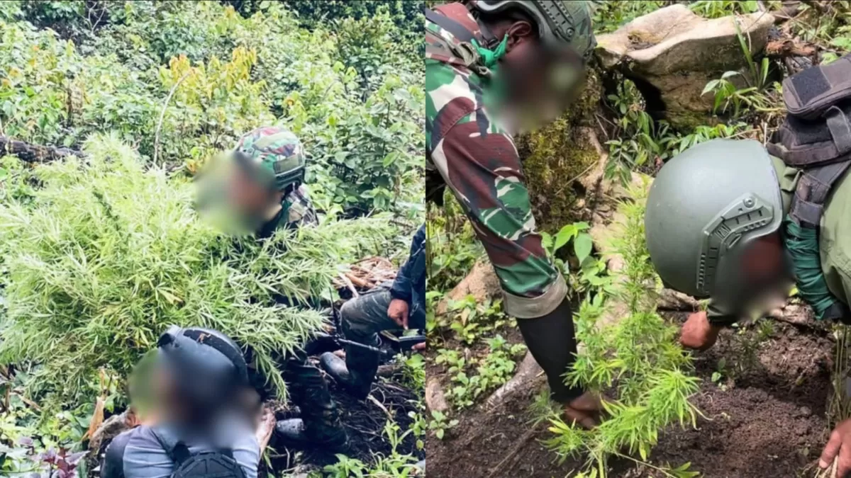 Satgas Yonif 751/VJS ungkap 135 batang ganja setinggi 2 meter di Oksibil, Papua. Satu pelaku diamankan dalam operasi gabungan TNI-Polri di hutan pedalaman.