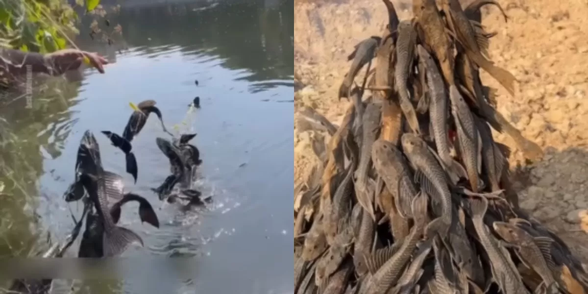 Warga Jakarta bersihkan ikan sapu-sapu invasif dari sungai demi cegah kerusakan turap dan pulihkan ekosistem perairan. Begini alasan dan faktanya.