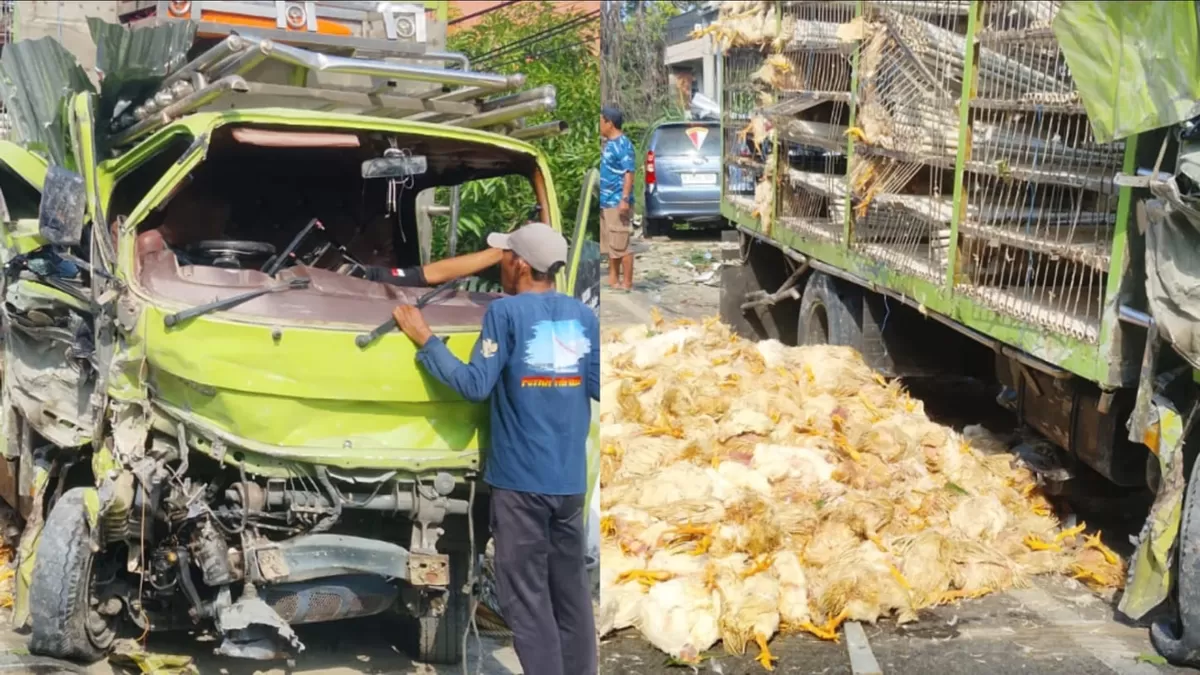 Kecelakaan tunggal di Camba, Majene: Truk pengangkut 1.600 ayam asal Pinrang hantam rumah warga akibat sopir mengantuk. Ribuan ayam mati di tempat.