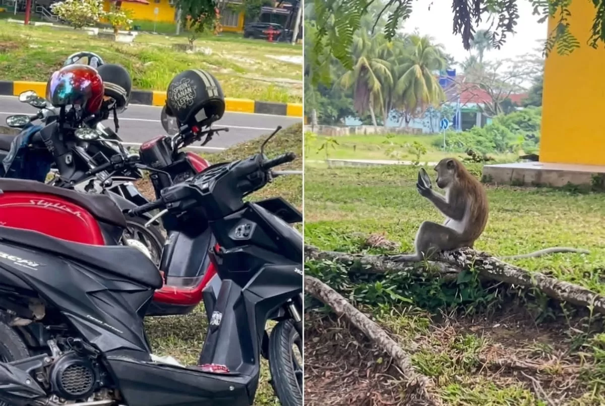 Seorang mahasiswi terperangah mendapati spion motornya hilang. Bukan dicuri orang, ternyata dibawa kabur monyet untuk dipakai bercermin.