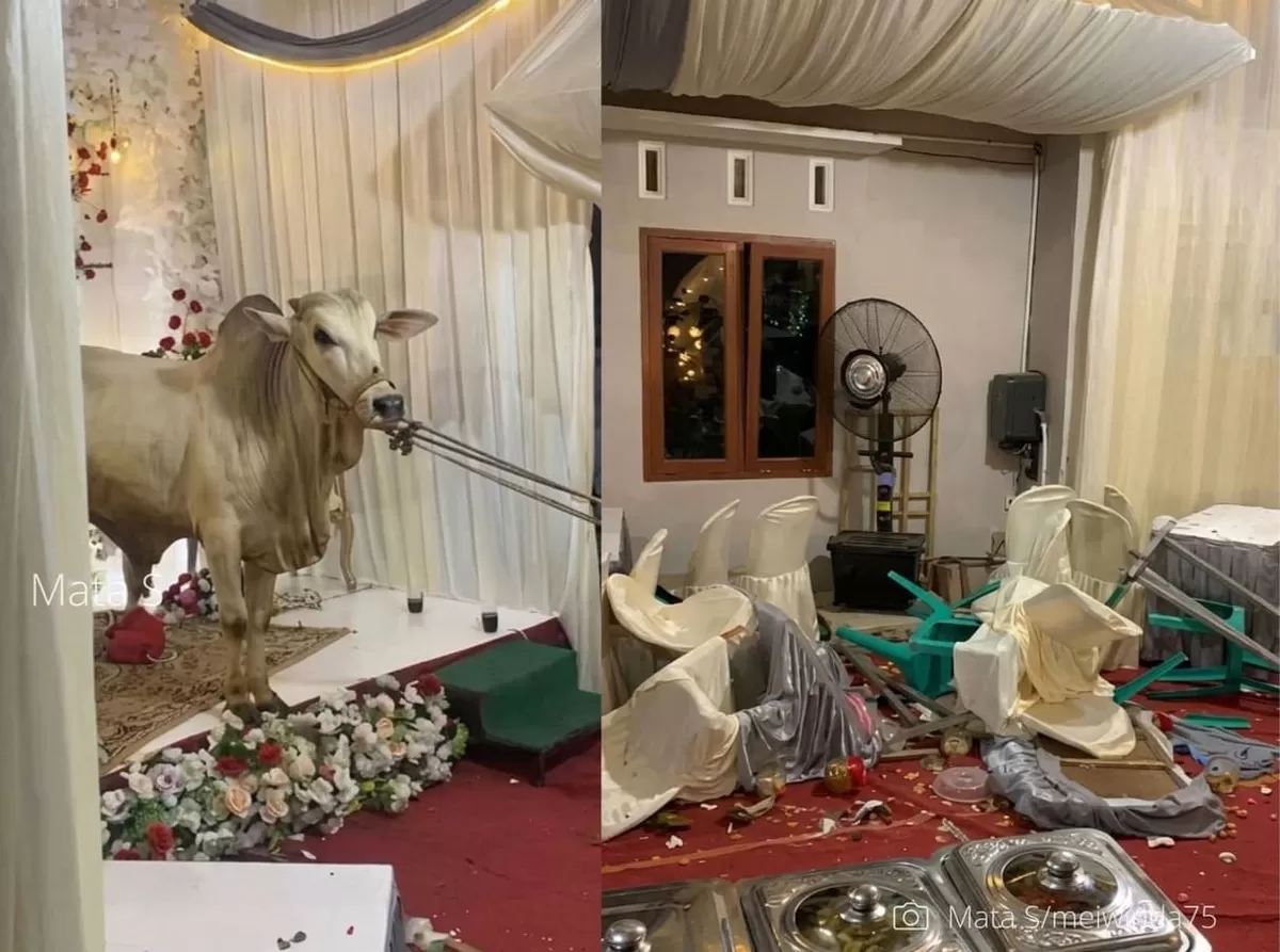 Sapi kurban mengamuk dan merobohkan tenda akad nikah di Karanglewas Banyumas saat malam takbiran hingga acara terpaksa mundur.