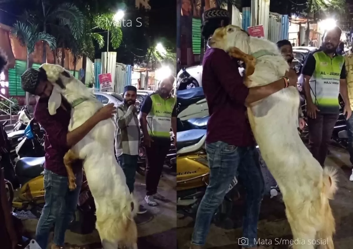 Video viral memperlihatkan seekor kambing kurban terus memeluk erat pemiliknya menjelang penyembelihan hingga membuat netizen terharu.