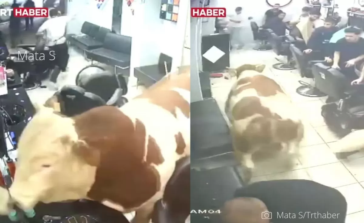 Detik-detik Sapi Kurban Tabrak Kaca dan Obrak-abrik Salon di Turki Jelang Idul Adha