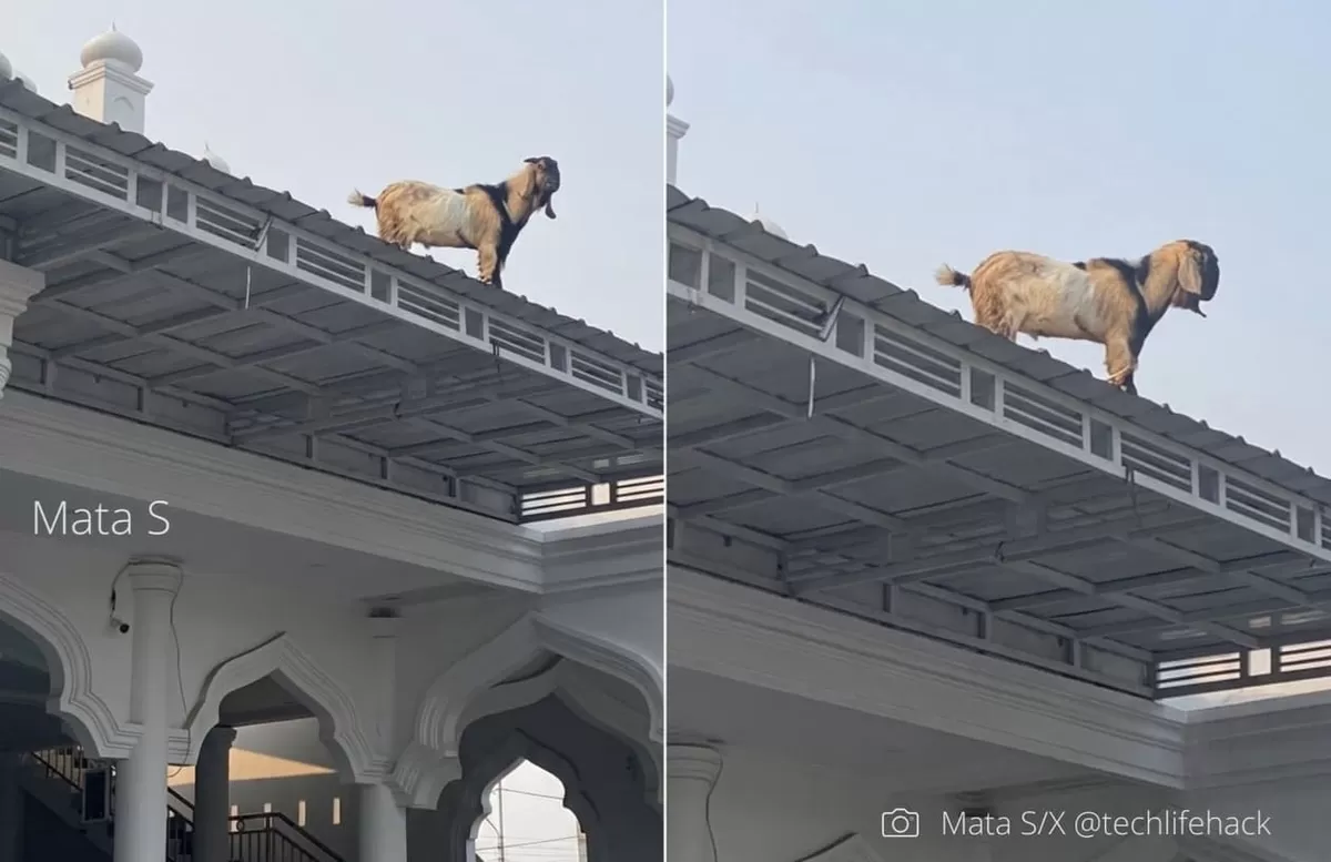 Video viral memperlihatkan seekor kambing berdiri santai di atas atap masjid. Warganet berseloroh hewan ini sedang memantau situasi.