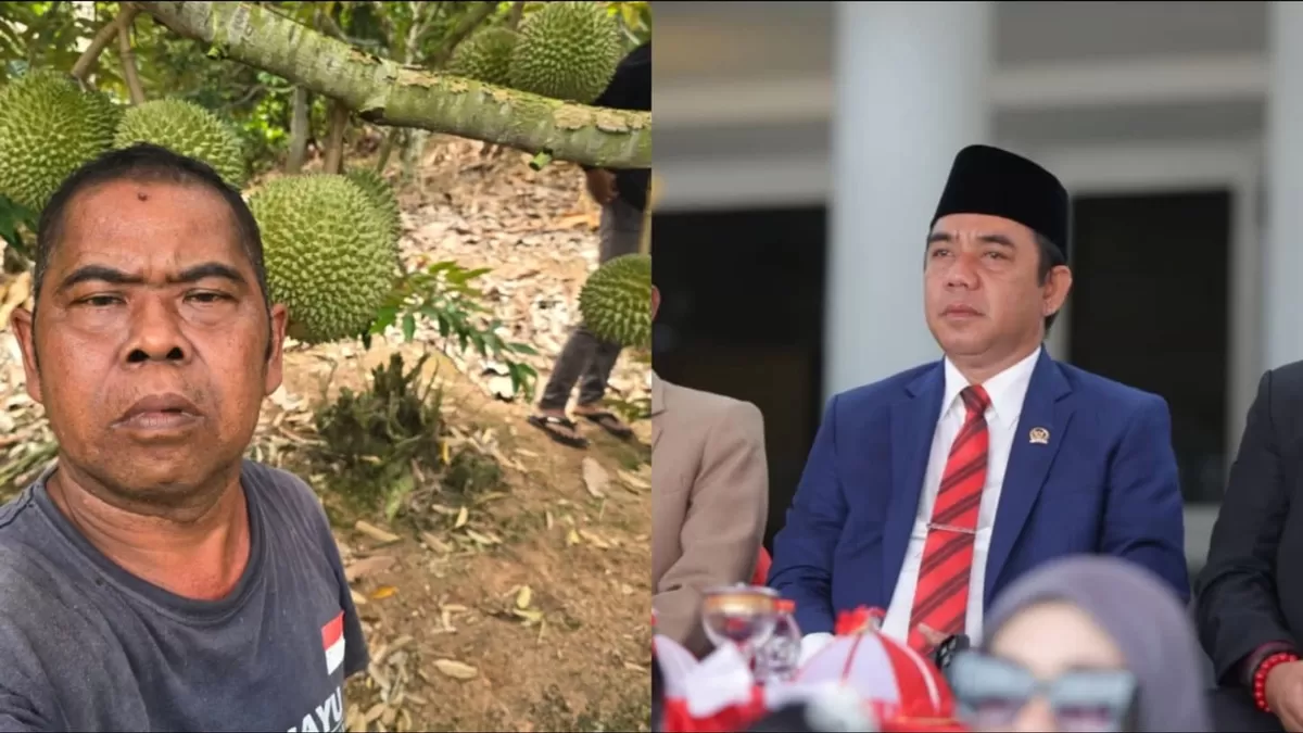 Faisan Lelo Badja, politikus sekaligus petani durian aktif, dukung penuh asosiasi durian premium Parigi Moutong gagas Ketut Kari.