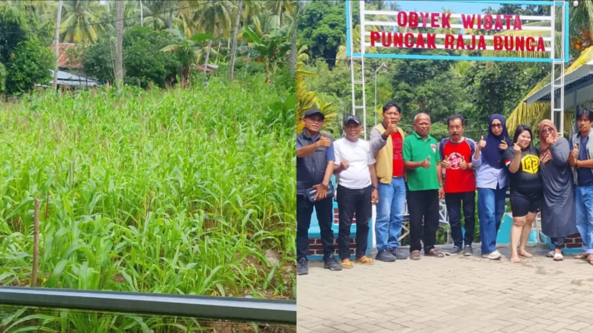 Destinasi Puncak Raja Bunga di Majene tawarkan sensasi wisata alam pegunungan yang dipadu dengan hamparan agrowisata jagung manis.