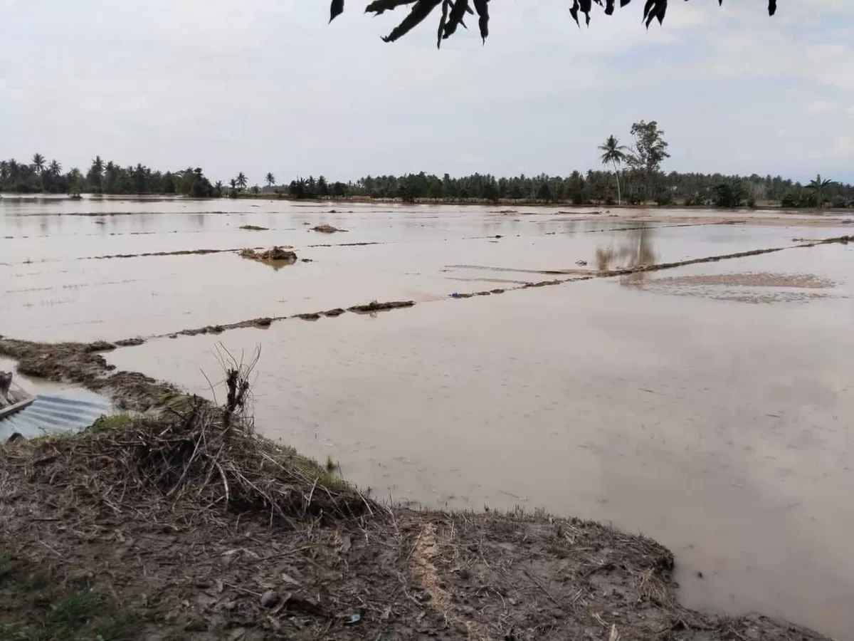Banjir melanda Desa Dolago Padang Parigi Moutong. Luapan air menjebol irigasi merendam kantor dinas pertanian dan 100 hektar sawah warga.