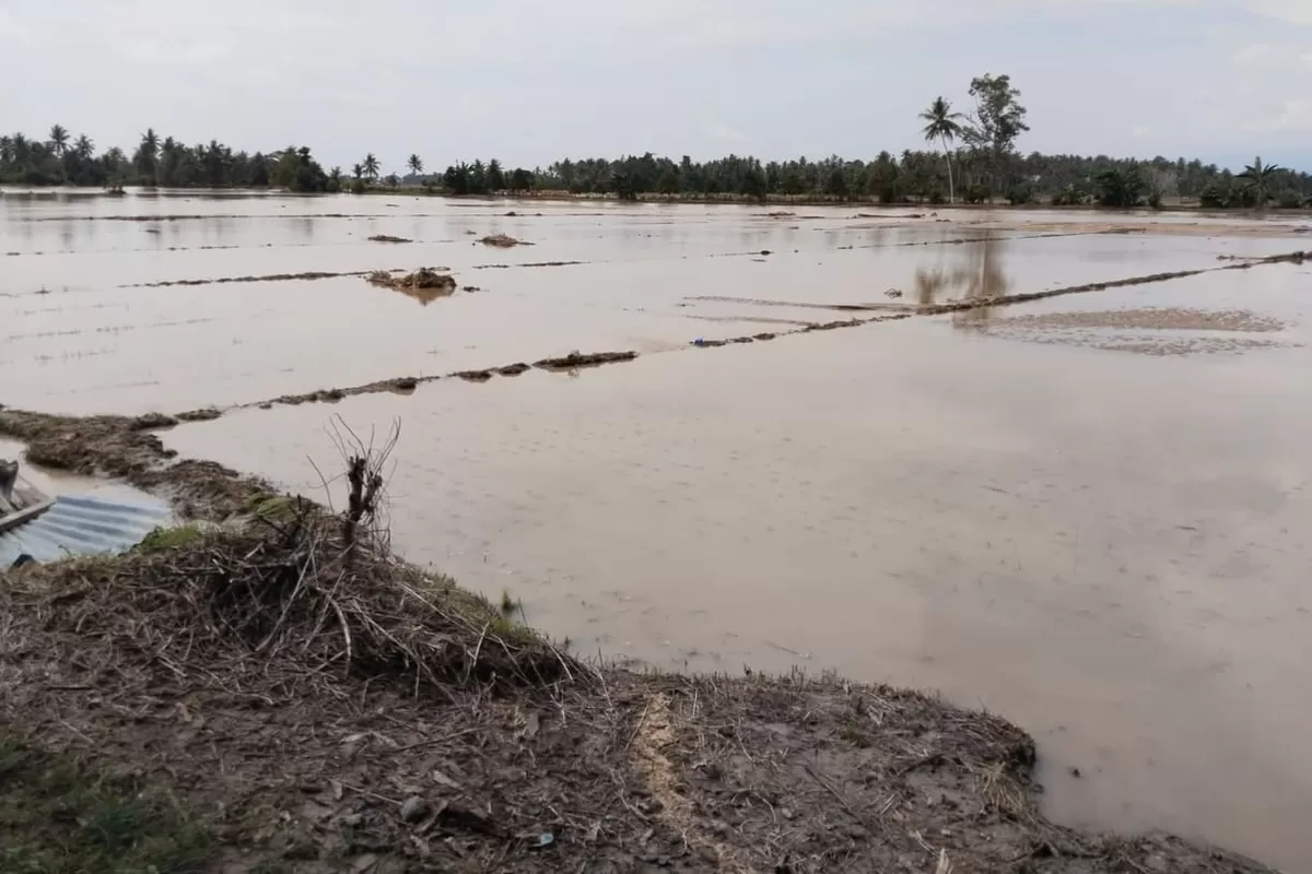 Banjir akibat hujan deras merendam 5 kecamatan di Parigi Moutong, Sulawesi Tengah. Ratusan warga terdampak dan infrastruktur jembatan serta irigasi rusak berat.