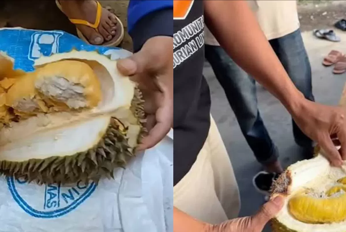 Bappelitbangda Parigi Moutong racik pupuk pemulih tanah tua untuk atasi panen durian gagal total. Formula siap dipatenkan Pemkab.