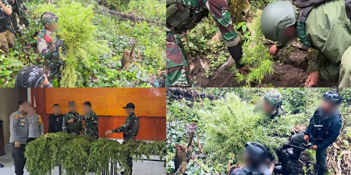 Satgas Swasembada Berhasil Ungkap Ladang Ganja di Pegunungan Bintang, Puluhan Tanaman Siap Panen Diamankan (Dok. Koops TNI Habema)