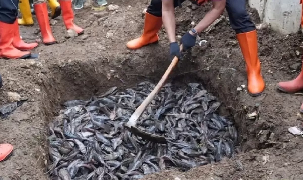 Potret Pemusnahan ikan sapu-sapu hasil tangkapan di beberapa sungai di Jakarta dilakukan dengan dikubur.  (Foto Instagram/kotajakartatimur)