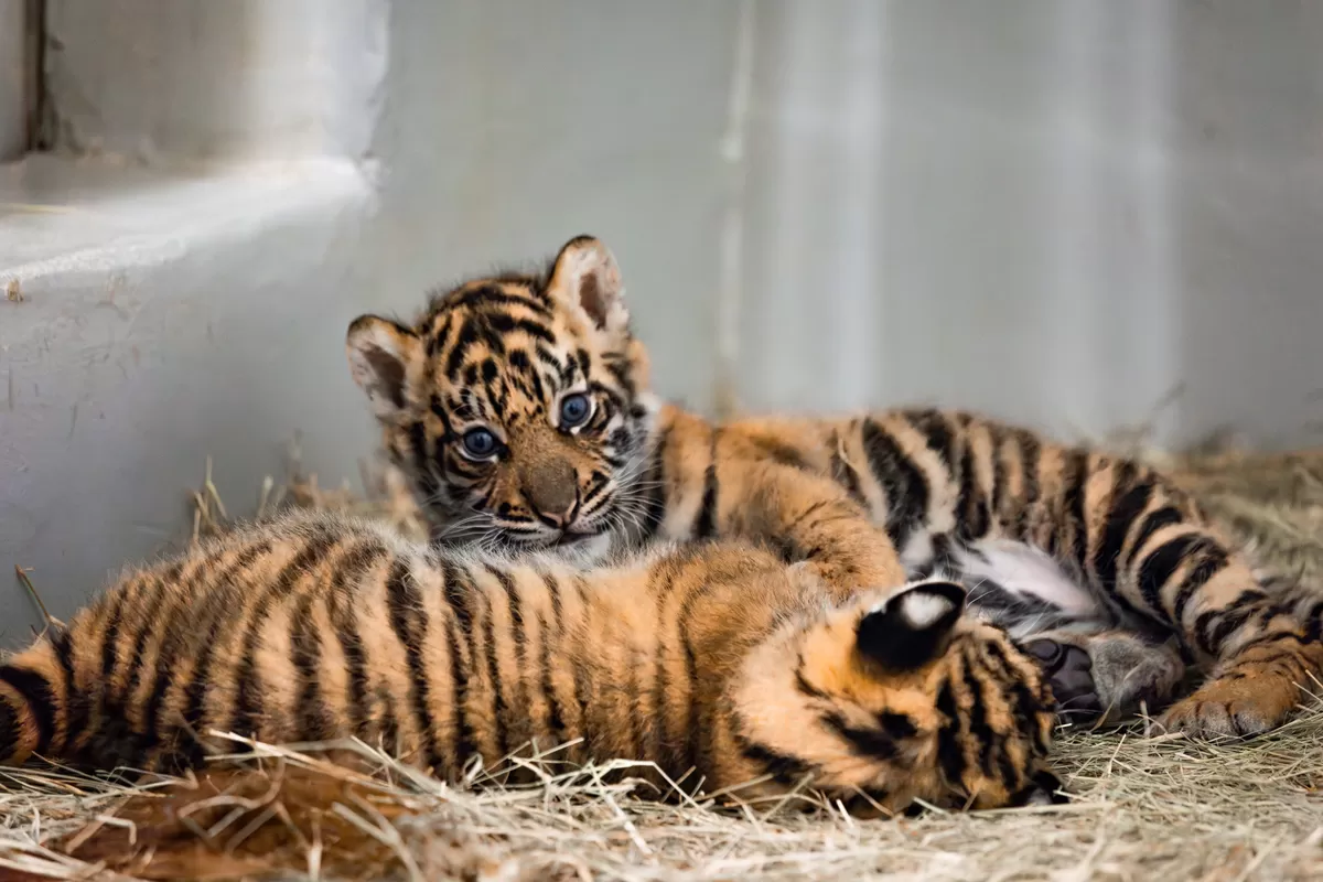 Dua anak harimau Sumatra yang belum lama ini lahir di Dallas Zoo. (Dallas ZOO)