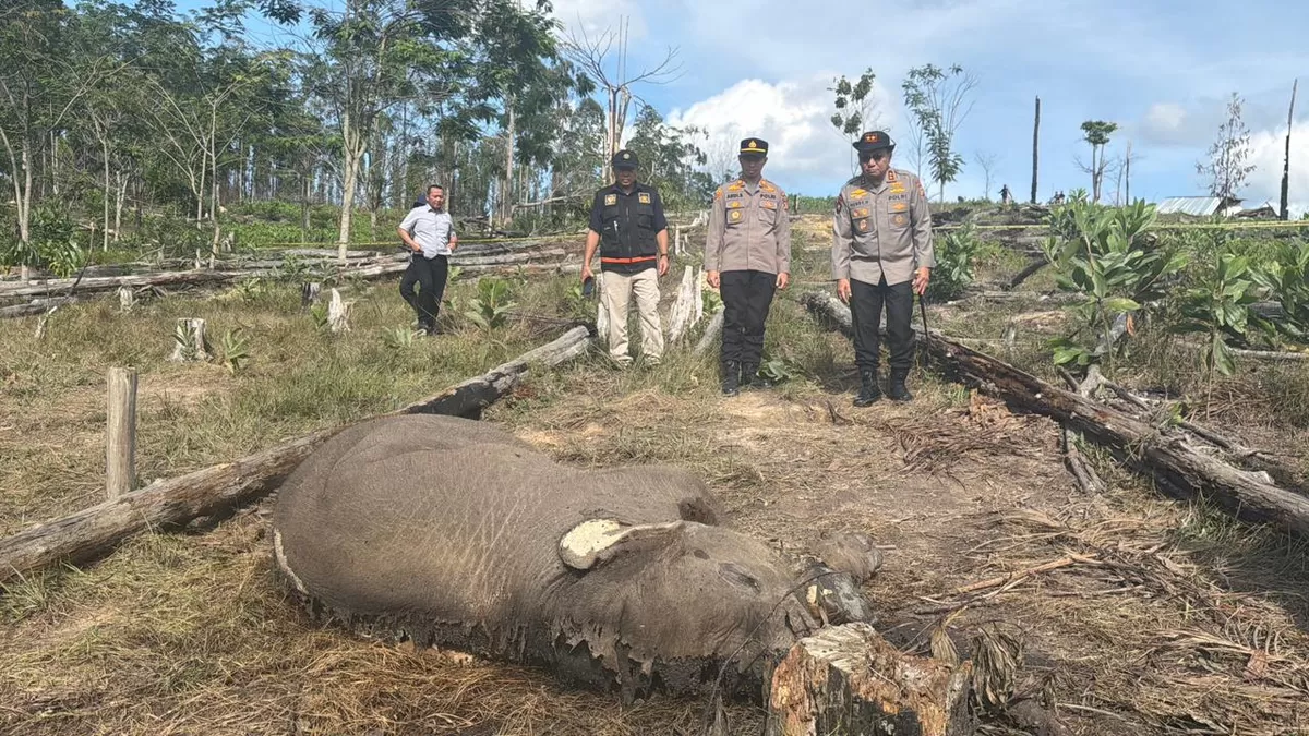 Ditreskrimsus Polda Riau Tetapkan Pemilik Lahan sebagai Tersangka, dalam kasus anak gajah mati di TNTN