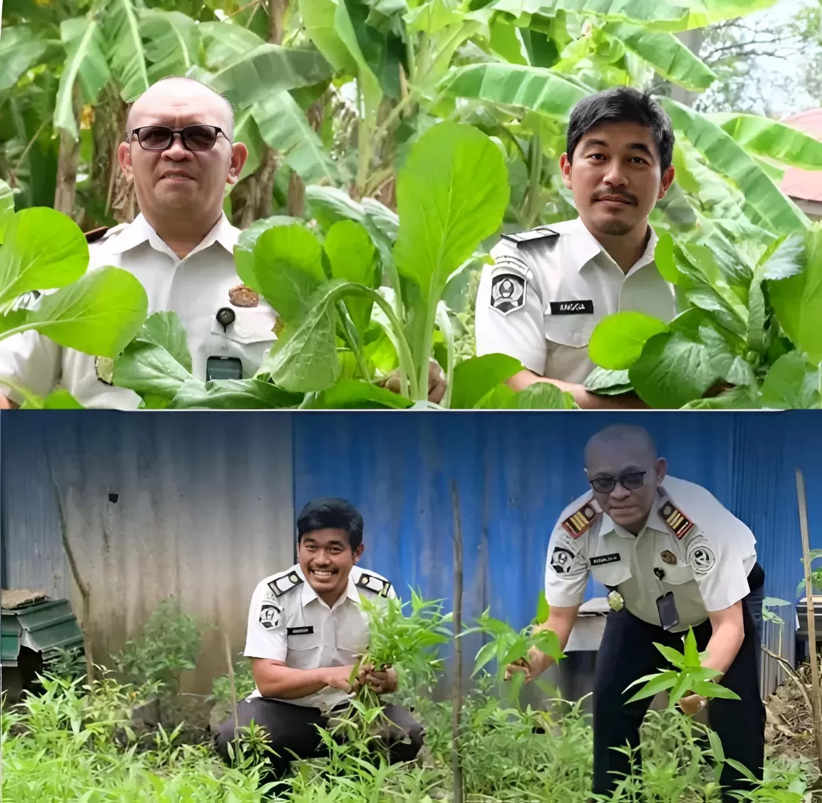 Karutan Rantau dan Jajaran Saat Panen Sawi dan Kangkung