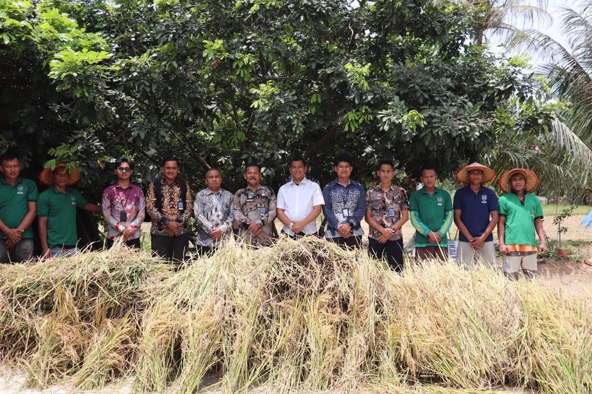 Jajaran Pegawai Lapas Rantauprapat Saat Kegiatan Panen Padi