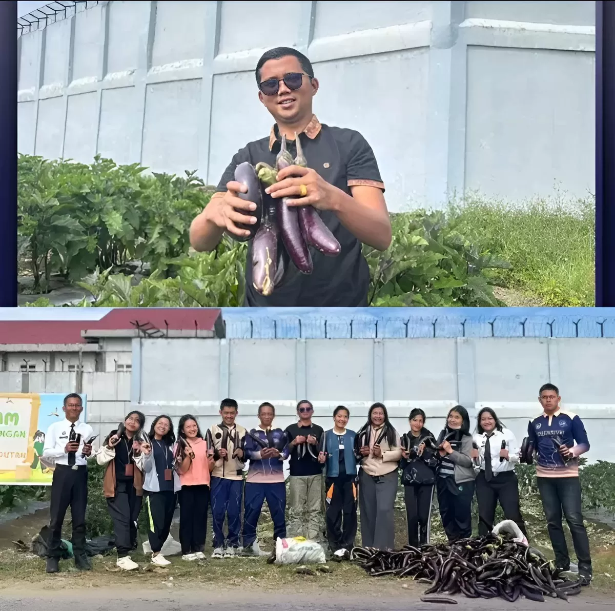 Petugas Rutan Humbang Hasundutan Saat Panen Terong Ungu