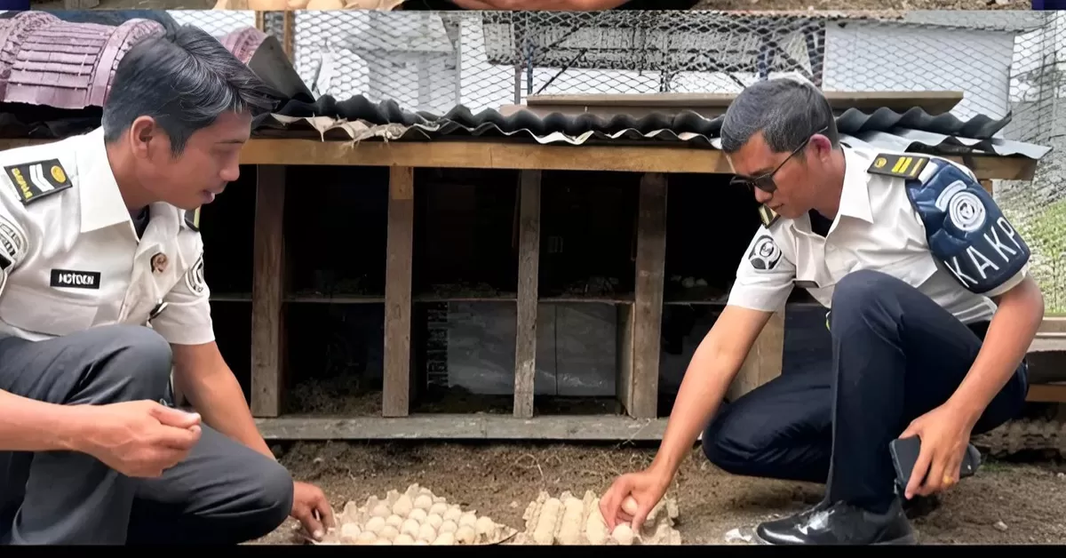 Ka. KPR Rutan Humbang Hasundutan dan Jajaran Saat Panen Telur Ayam Kampung
