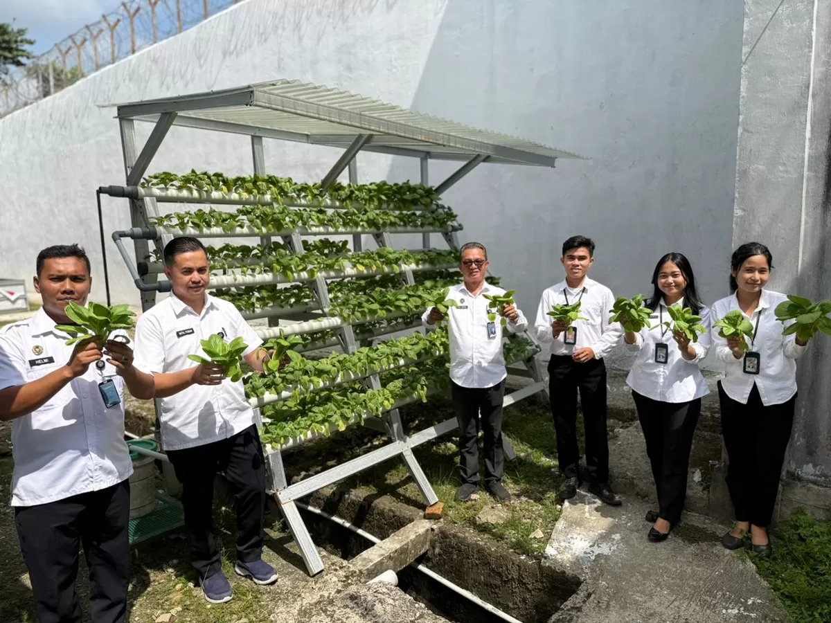 Petugas Lapas Gunungsitoli Saat Panen Sayur Pakcoy