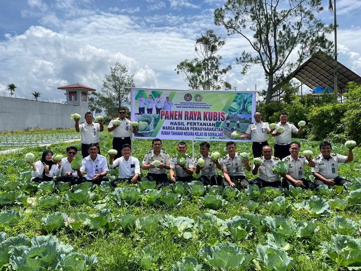 Karutan Sidikalang dan Jajaran Saat Panen Raya Kubis