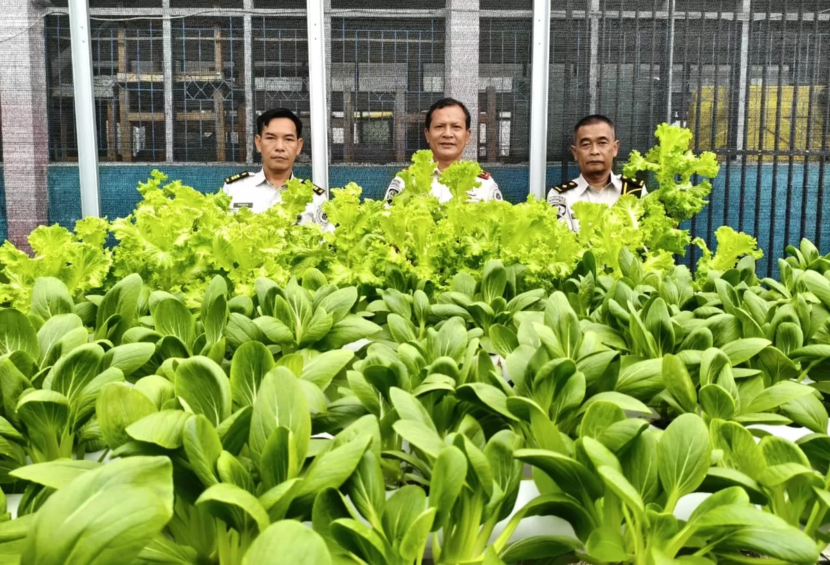 Kalapas Muara Teweh dan Jajaran Saat Panen Pakcoy Hidroponik