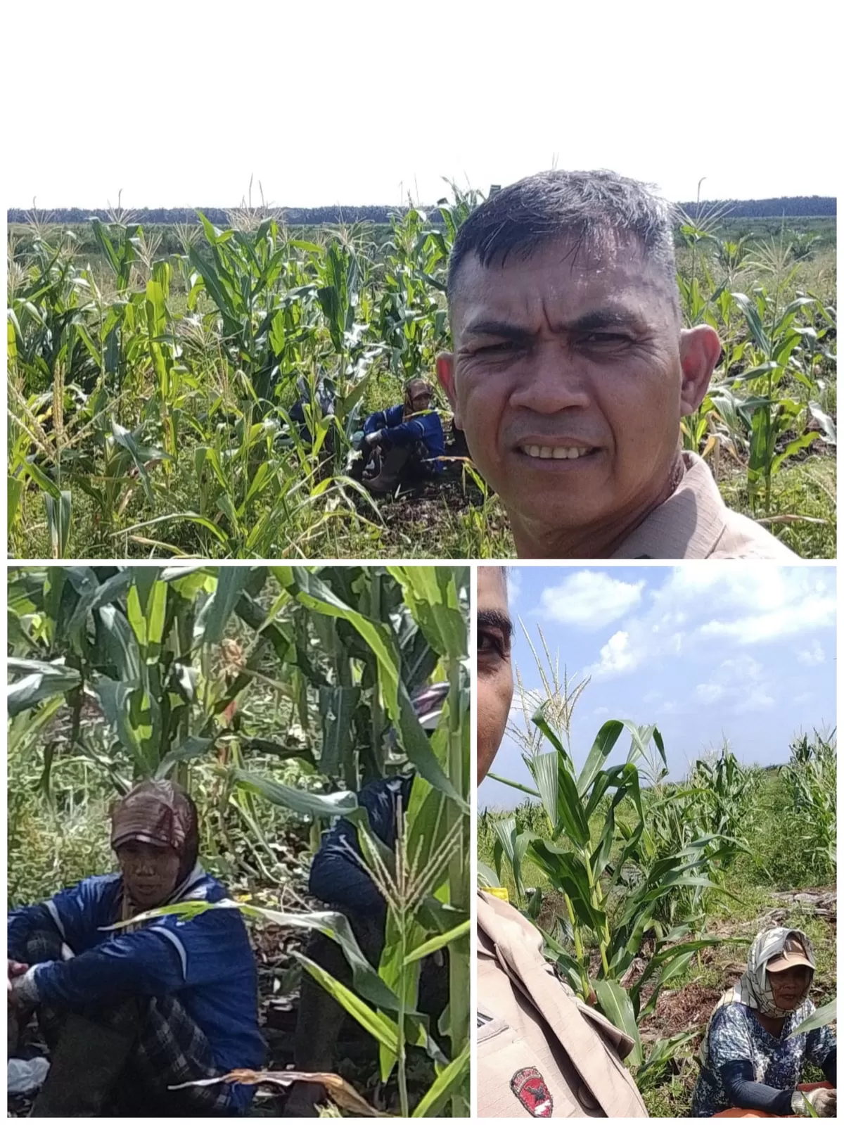 Bhabinkamtinmas Polsek tualang Prioritas mendampingin Petani dalam Rangka ketahan Pangan