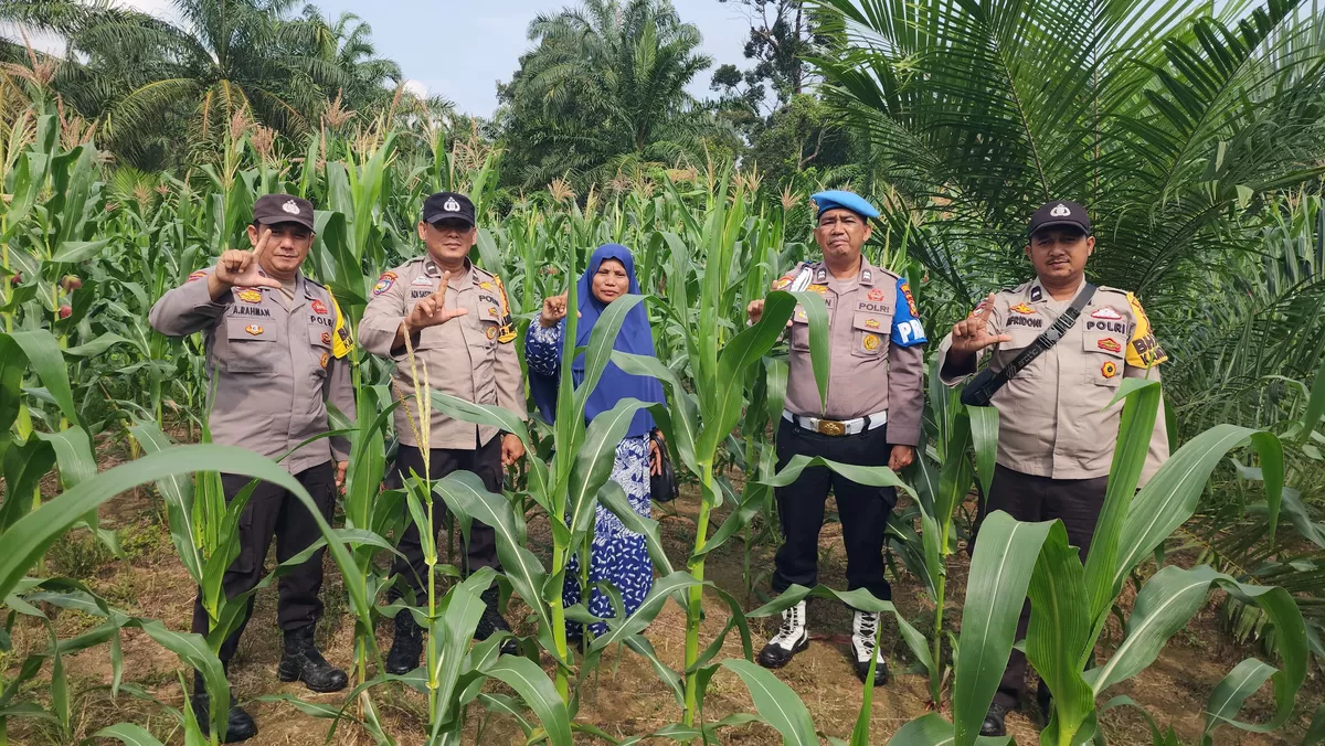 Foto Kapolsek Rambah AKP Yani Marjoni Saat Meninjau program ketahanan pangan sekaligus upaya mempererat hubungan dengan Masyarakat   (NAWACITAPOST.COM)