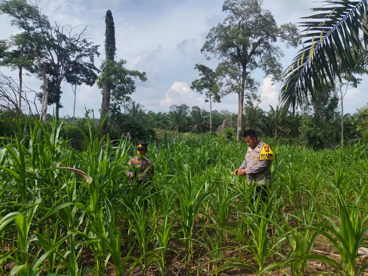 Foto Jajaran Polsek Rambah Samo Saat Melakukan Pengecekan Tanaman Jagung   (NAWACITAPOST.COM)