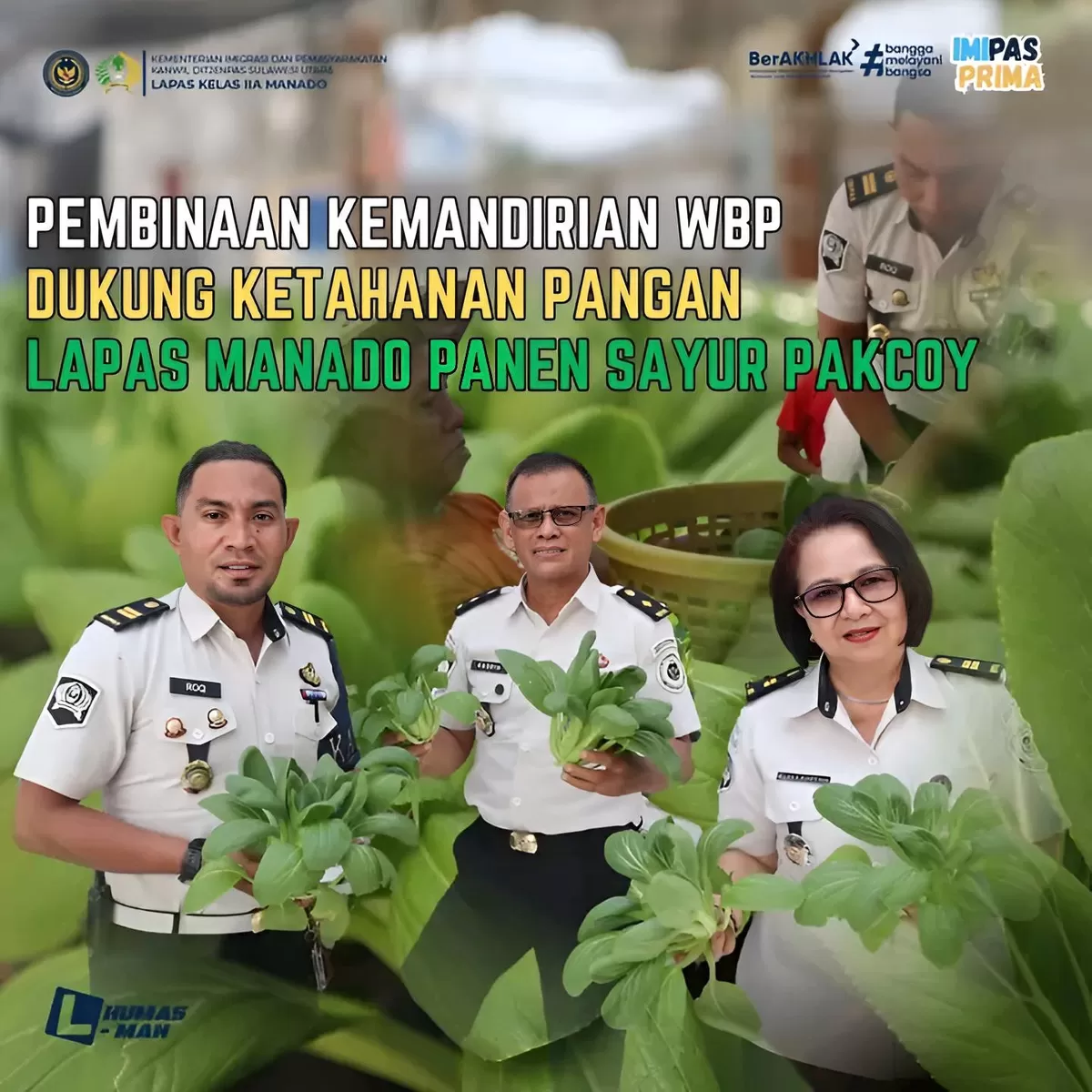 Petugas Lapas Manado Saat Panen Sayuran Pakcoy