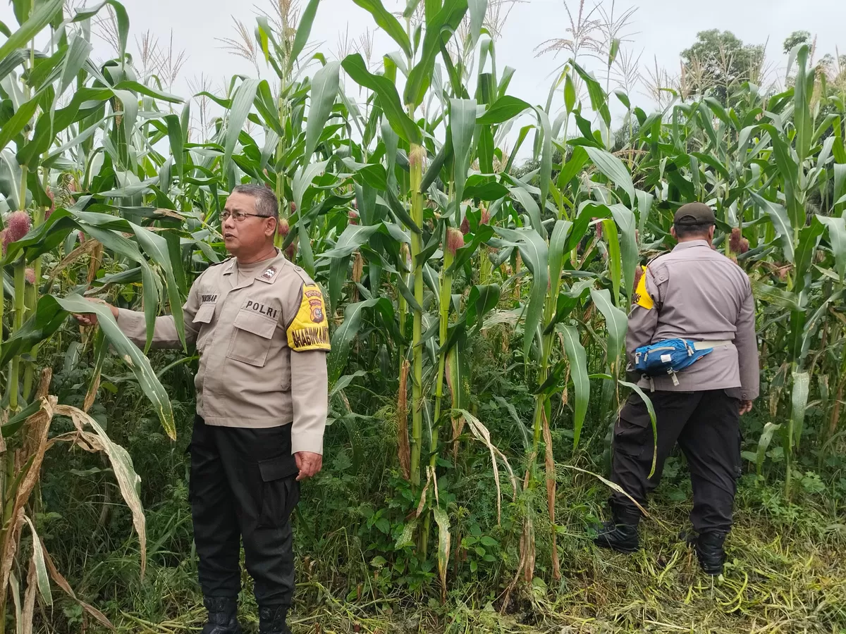 Jagung Pipil Mulai Berbuah, Program Swasembada Pangan di PT. PAS Tunjukkan Hasil