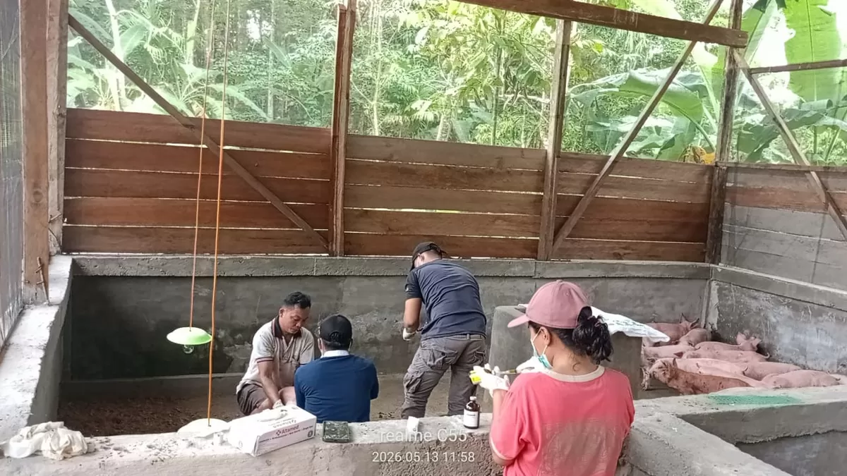 Petugas Bidang PK Hewan Saat Pemberian Vitamin dan Antibiotik kepada Ternak Babi Milik BUMDes Bangkit Desa Balodano