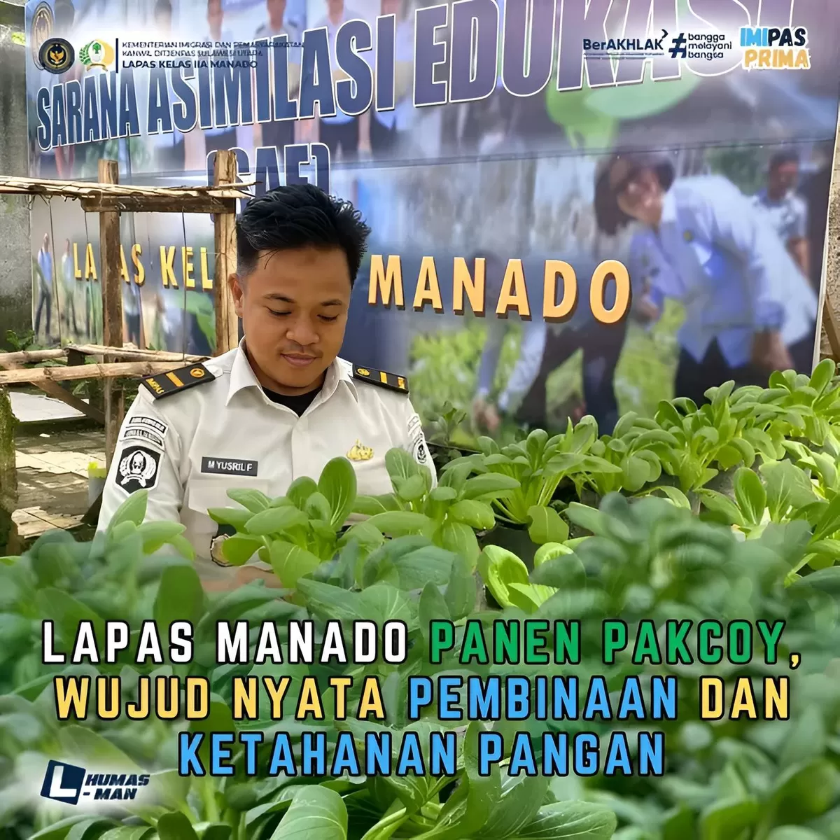 Petugas Lapas Manado Saat Panen Sayuran Pakcoy