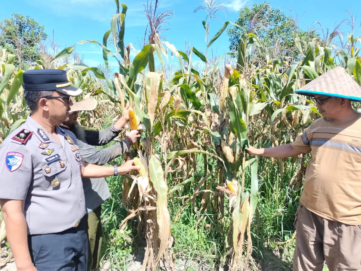 Dukung Ketahanan Pangan Kapolsek Tualang Cek Perkembangan Tanaman Jagung Di Pesantren Abu Horairoh. Alhamdulillah Panen Sebentar Lagi.*