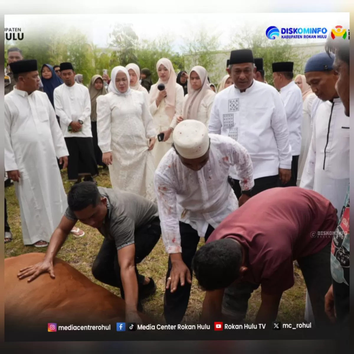 Foto Bupati Anton, Wabup Syafaruddin Poti Dan Jajaran Pemkab Rokan Hulu Turun Langsung, Pastikan Berkah 81 Sapi Qurban Mengalir ke Masyarakat (Diskominfo Rohul )