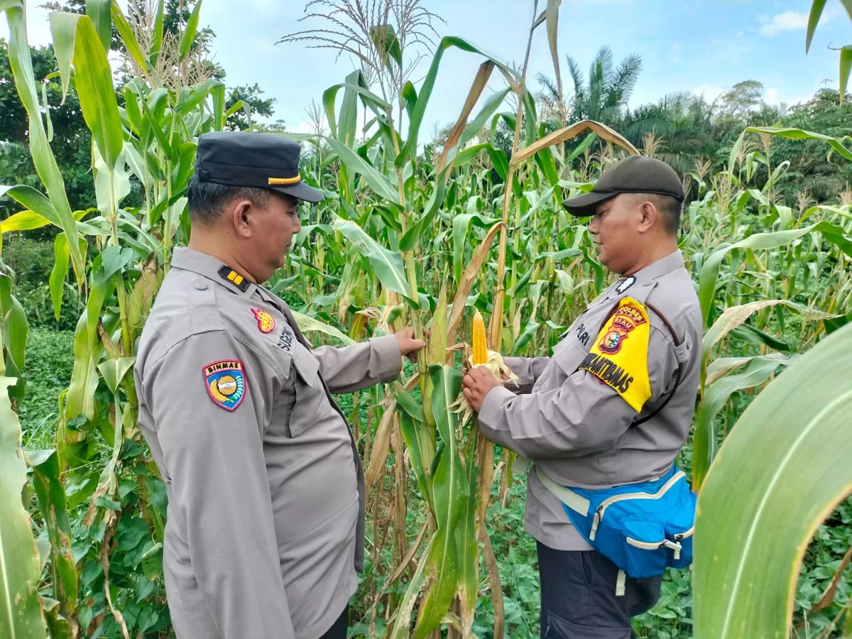 Dalam mendukung program ketahanan pangan nasional dan mewujudkan swasembada pangan, jajaran Polsek Tualang melaksanakan pengecekan perkembangan tanaman jagung pipil di areal PT PAS, Kampung Tualang Ti