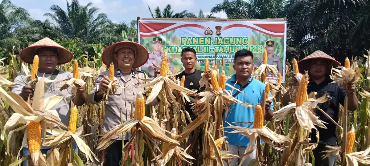 Panen Jagung Pipil di pekarangan Perumahan PT Palmax Sejati, Wujud Partisipasi Ketahanan Pangan