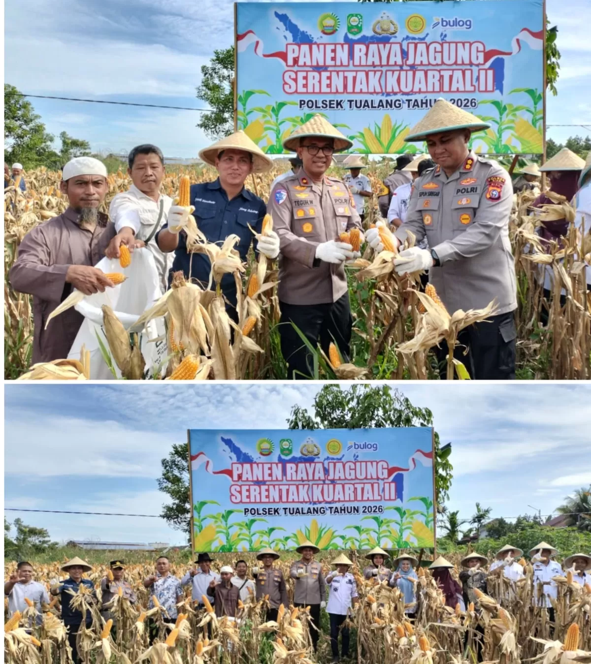 Panen Raya Jagung Kuartal II Tahun 2026, Polres Siak Dukung Swasembada Pangan di Kecamatan Tualang