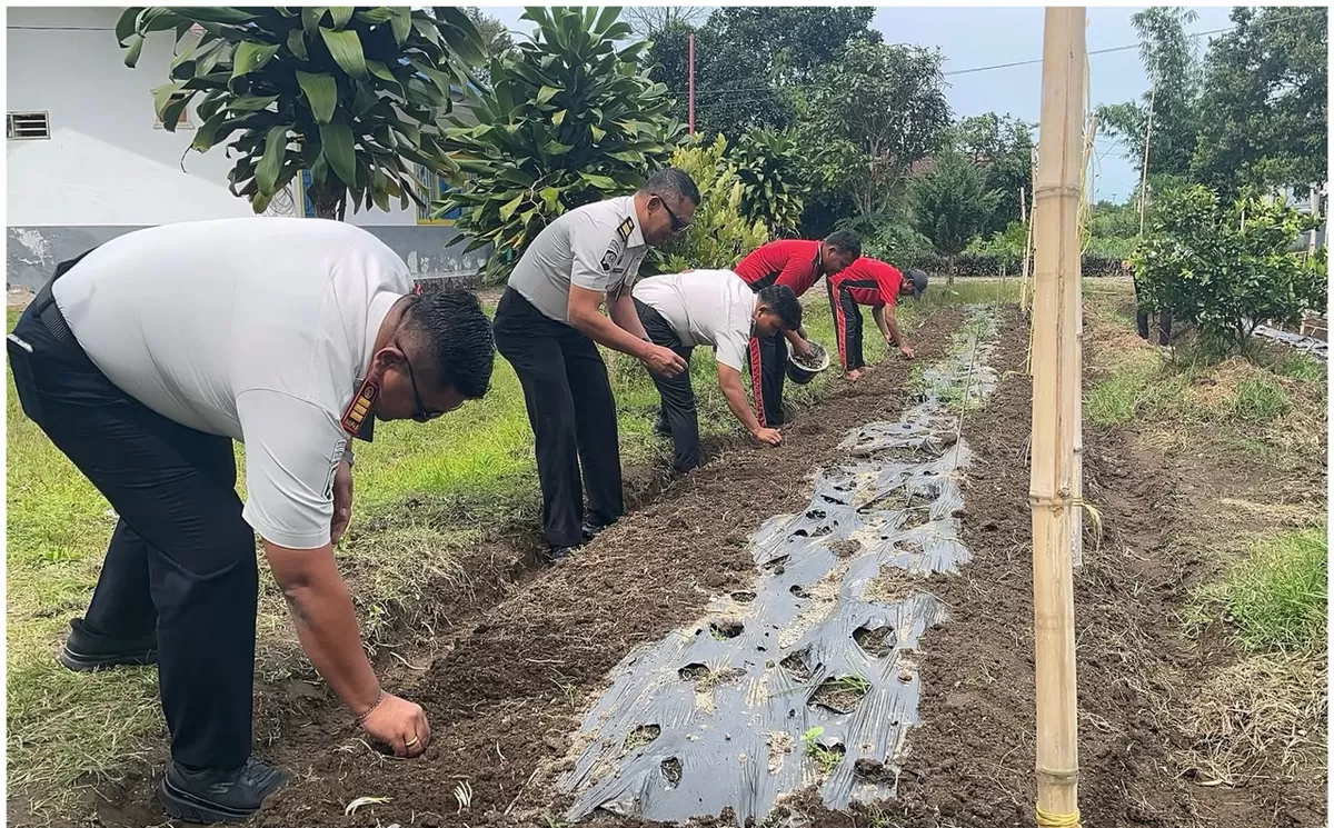 Karutan Sidikalang dan Jajaran Saat Penanaman Bawang Merah di SAE