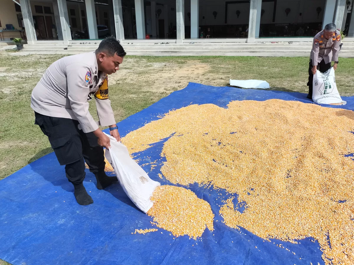 Dukung Ketahanan Pangan, Polsek Tualang Turun Langsung Jemur Jagung Bersama Petani