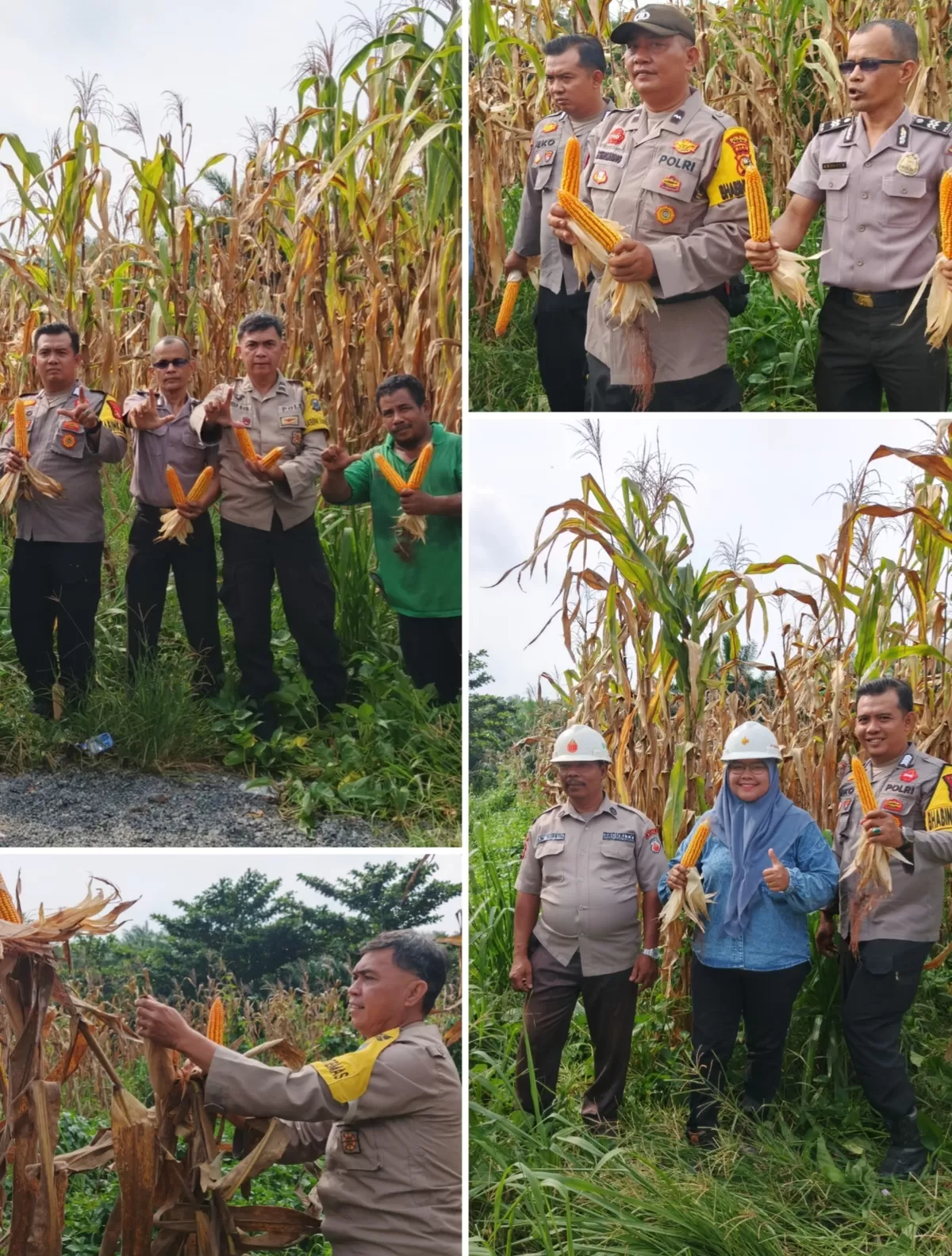 Polsek Tualang Dampingi Panen Jagung di PT Perawang Agro Sejahtera, Dukung Ketahanan Pangan Nasional