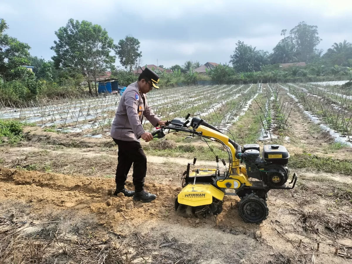 Kapolsek Tualang Lakukan Penggemburan Lahan Jagung di Pondok Pesantren Abu Huroiroh Menggunakan Hand Tractor Dukung Ketahanan Pangan