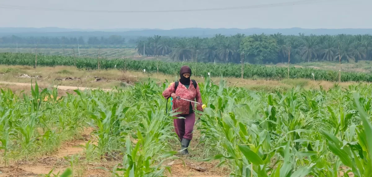Jaga Kualitas Jagung Pipil, Aipda Azwan Har Dampingi Petani Semprot Pupuk di Lahan PT SIR Dukung Ketahanan Pangan