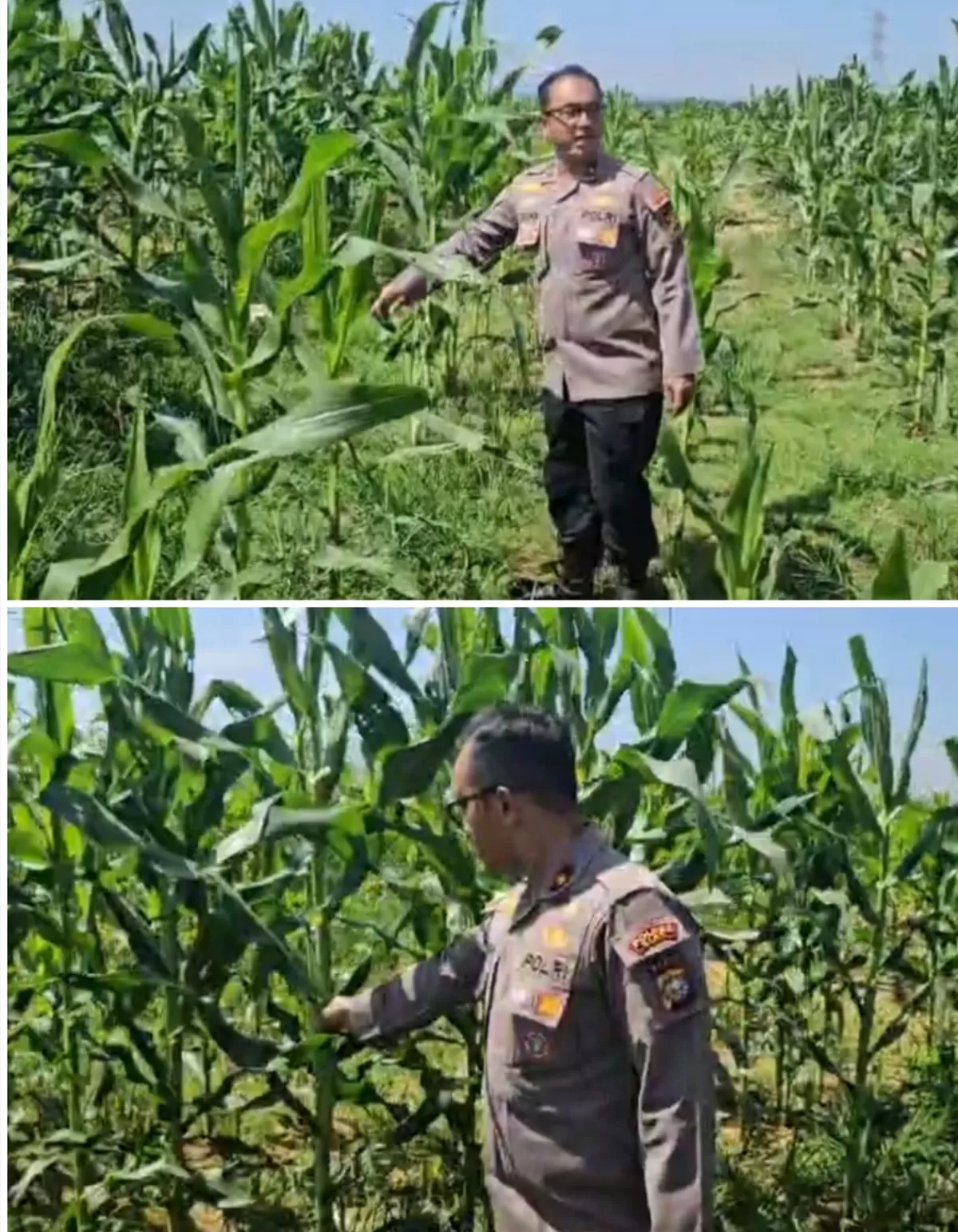 Kapolsek Tualang Kompol Teguh Wiyono, S.H., M.H. melakukan pengecekan perkembangan tanaman jagung pipil di lahan PT SIR, Kecamatan Tualang, Kabupaten Siak.