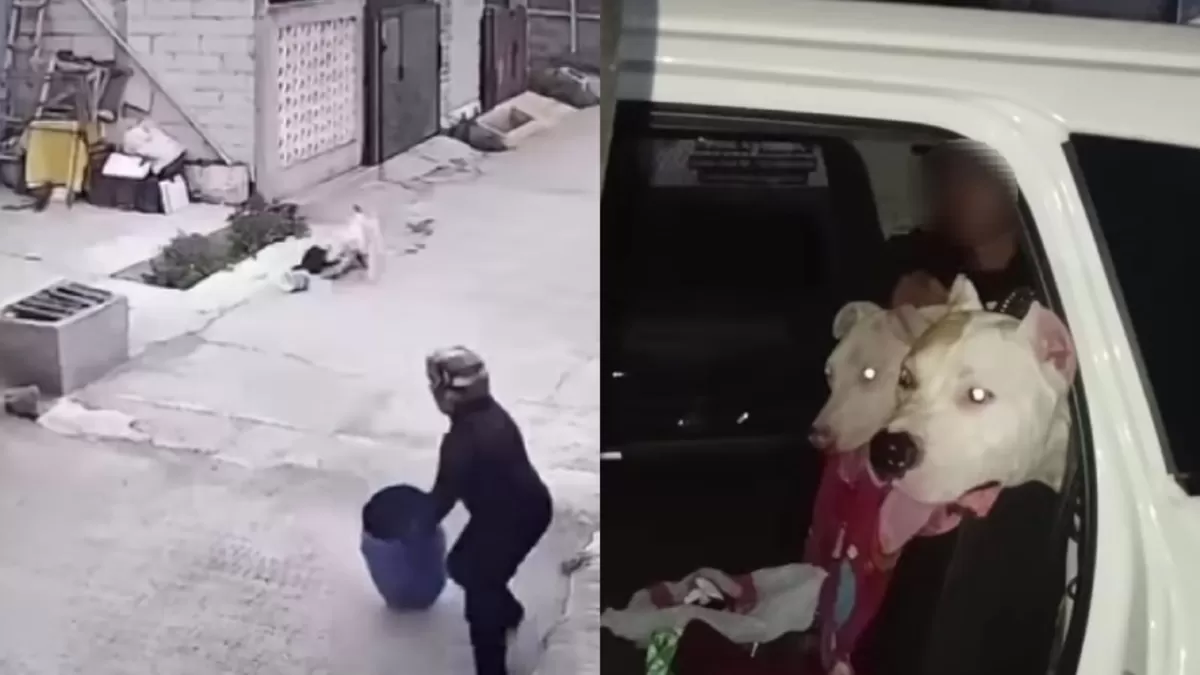 Anjing pitbull yang gigit anak perempuan di Bandung dikarantina. (Instagram.com/@sarc_subang)