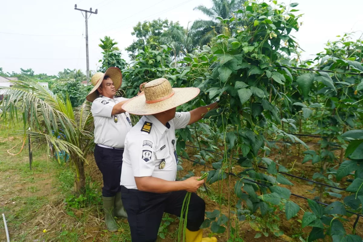 Caption foto: 260 Kg Sayuran Dipanen dari Lahan SAE Lapas Narkotika Langkat, Hasilnya untuk Warga Binaan dan Masyarakat