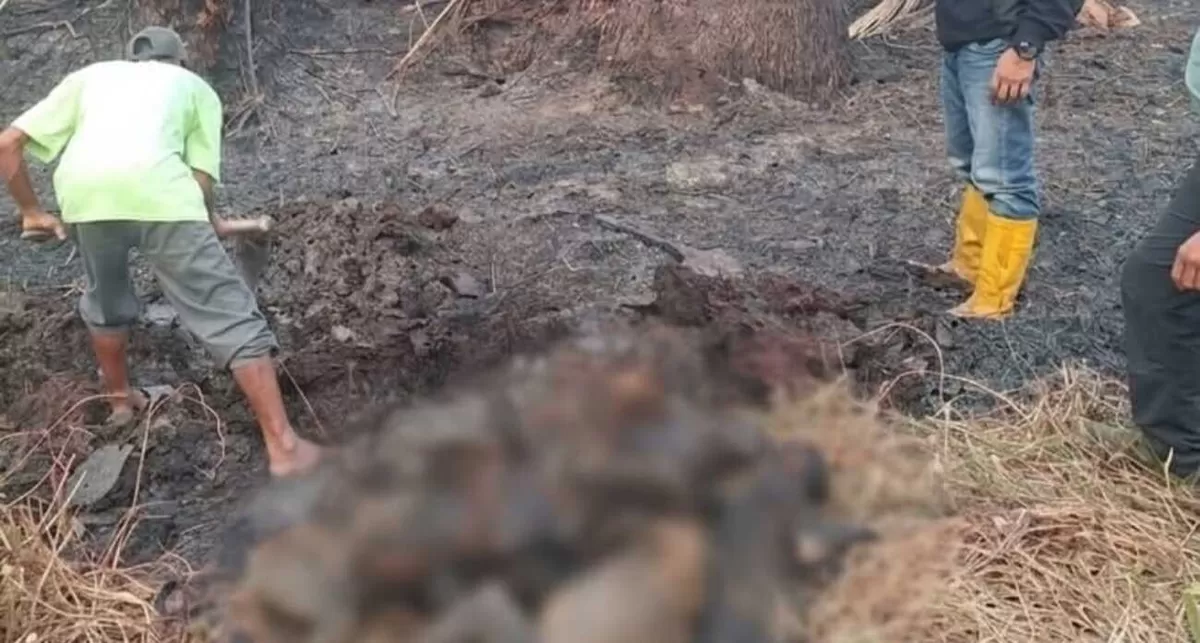Karhutla di Kalsel membuat 12 bekantan mati terbakar. (Instagram.com/@bksda_kalsel)