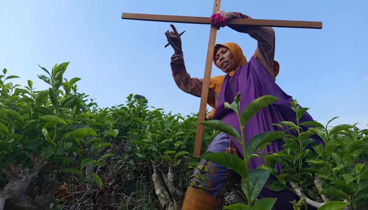 Salah satu pemetik Teh UMKM Teh Gambyong di Desa Kemuning, Karanganyar yang dikelola Eko Wuryanto. 