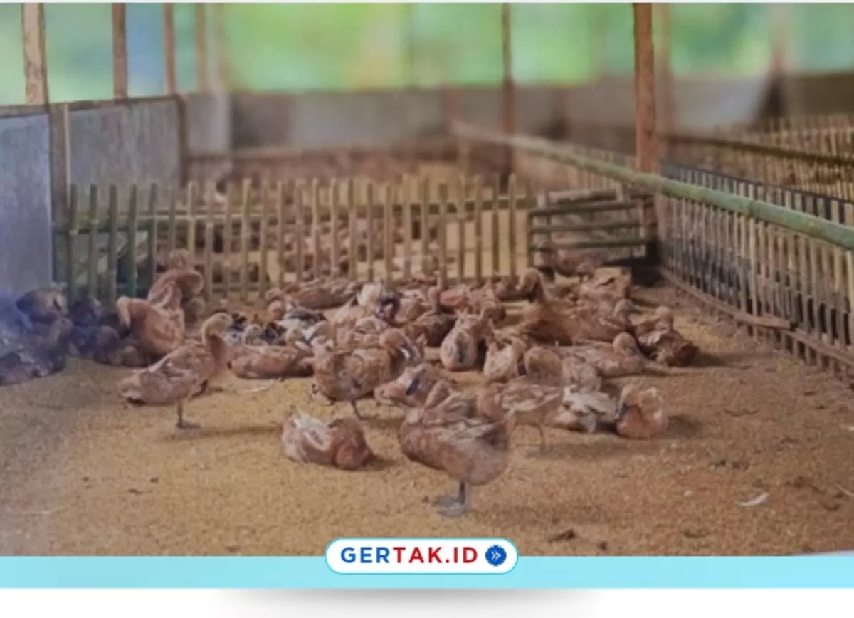 BUMDes Ciparasi Genjot Ketahanan Pangan 2025, Kembangkan Peternakan Itik Petelur dari 20 Persen Dana Desa./Dok.Asep Mahrom