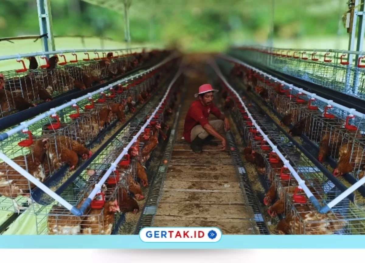 Desa Sukaresmi Kembangkan Peternakan Ayam Petelur untuk Perkuat Ketahanan Pangan Desa./Dok.Bumdes Sukaresmi