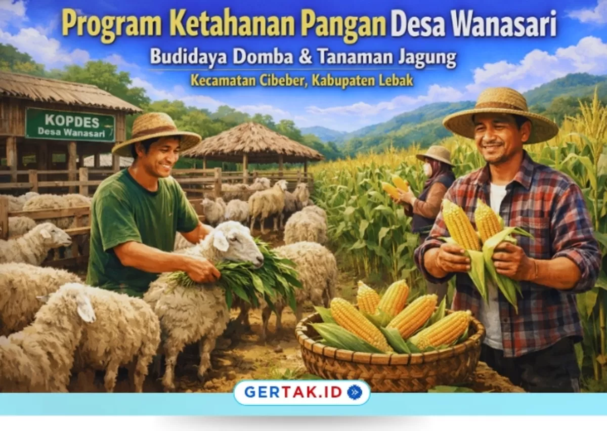 Gambar Ilustrasi : Program Ketahanan Pangan Desa Wanasari Kembangkan Budidaya Domba dan Jagung.